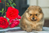 Photos supplémentaires: Beaux chiots de Poméranie