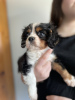 Photo №2 de l'annonce № 64144 de la vente cavalier king charles spaniel - acheter à USA annonce privée