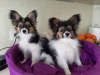 Photos supplémentaires: Chiots Papillon du chenil !