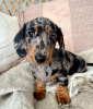 Photo №3. Adorables chiots teckels disponibles prêts pour leur foyer éternel ! . Allemagne