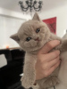 Photo №4. Je vais vendre british shorthair en ville de Wiesbaden. de la fourrière, de l'abri, éleveur - prix - 50€