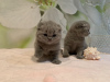 Photo №3. De jolis chatons Scottish Fold disponibles pour les foyers aimants. Allemagne