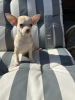 Photo №1. chihuahua - à vendre en ville de Florida | 473€ | Annonce №55155