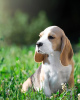 Photo №1. beagle - à vendre en ville de Quakenbrück | 400€ | Annonce №103661