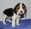 Photo №2 de l'annonce № 79586 de la vente beagle - acheter à Chypre 