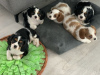 Photo №3. Cavalier King Charles Spaniel. Allemagne