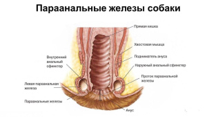 Photo №3. Élimination de la sécrétion des glandes anales chez le chien en Fédération de Russie