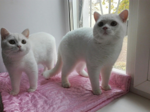 Photos supplémentaires: Phoques britanniques et couleur blanc chat