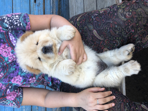 Photo №1. chow-chow - à vendre en ville de Saint-Pétersbourg | négocié | Annonce №7136