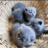 Photo №2 de l'annonce № 53576 de la vente scottish fold - acheter à Lituanie éleveur