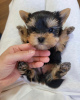 Photo №4. Je vais vendre yorkshire terrier en ville de Berlin. annonce privée - prix - 203€