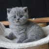 Photo №1. british shorthair - à vendre en ville de Антверпен | 350€ | Annonce № 120693