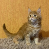 Photo №1. maine coon - à vendre en ville de Kolomna | 342€ | Annonce № 17895