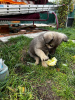 Photos supplémentaires: Chiot mignon entre de bonnes mains.