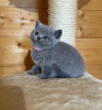 Photo №2 de l'annonce № 58267 de la vente british shorthair - acheter à Pays Bas annonce privée