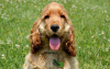 Photo №3. Tolle anglais Cocker Spaniel-Welpen est disponible pour l'adoption pour la mise. Allemagne