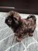 Photo №3. Chiots Shih Tzu de race pure.. La Lettonie