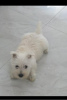 Photo №2 de l'annonce № 109990 de la vente west highland white terrier - acheter à Serbie éleveur