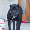 Photos supplémentaires: Chiots cane corso à vendre