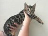 Photo №3. Chatons Bengal testés disponibles maintenant pour vous. Pays Bas