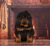 Photo №2 de l'annonce № 97670 de la vente chien bâtard - acheter à Fédération de Russie 