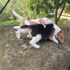 Photo №4. Je vais vendre beagle en ville de Berlin. annonce privée - prix - 360€