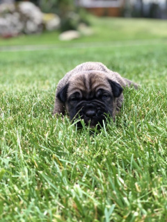 Photo №4. Je vais vendre cane corso en ville de Kiev. de la fourrière - prix - 1500€