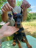 Photo №4. Je vais vendre dobermann en ville de Belgrade.  - prix - Gratuit