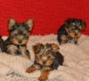 Photo №1. yorkshire terrier - à vendre en ville de Ivaň | négocié | Annonce №96511