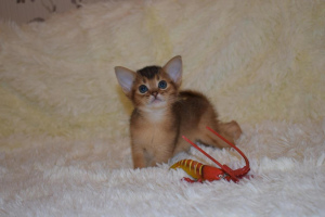 Photo №3. J'offre pour la réservation des chatons abyssiniens de couleur vive et. Fédération de Russie