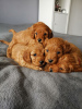 Photo №3. Beaux chiots Cavapoo Pour adoption gratuite. Allemagne