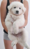 Photo №3. Chiots Berger Blanc Suisse. Serbie