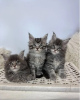 Photo №1. maine coon - à vendre en ville de Los Angeles | négocié | Annonce № 117363