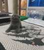 Photo №1. scottish fold - à vendre en ville de Greenville | 208€ | Annonce № 83951