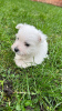 Photo №3. Chiots West Highland White Terrier. Allemagne