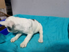 Photos supplémentaires: Chiots bouledogue français à vendre