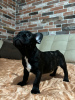 Photo №1. bouledogue - à vendre en ville de Гамбург | 360€ | Annonce №127356