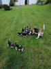 Photo №1. beagle - à vendre en ville de Wyoming | 284€ | Annonce №35938