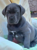 Photo №2 de l'annonce № 123030 de la vente cane corso - acheter à USA annonce privée