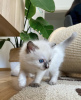 Photo №1. ragdoll - à vendre en ville de Гамбург | 284€ | Annonce № 101795