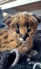 Photo №3. Chats de la savane Serval et Caracal. République de Corée