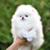 Photo №4. Je vais vendre spitz nain en ville de Штутгарт. annonce privée - prix - 265€