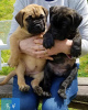 Photo №1. bullmastiff - à vendre en ville de London Borough of Ealing | 500€ | Annonce №111714