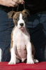 Photo №3. Chiots American Staffordshire Terrier d'origine internationale. Serbie