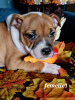 Photo №4. Je vais vendre staffordshire bull terrier en ville de Vuillafans. éleveur - prix - 1600€