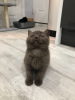 Photo №4. Je vais vendre british shorthair en ville de Bonn. éleveur - prix - 300€