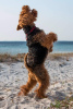 Photos supplémentaires: Chiots Welsh Terrier