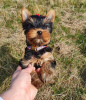 Photo №4. Je vais vendre yorkshire terrier en ville de Bielefeld. annonce privée - prix - 265€