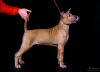 Photo №2 de l'annonce № 9926 de la vente chien thaïlandais à crête dorsale - acheter à Fédération de Russie de la fourrière