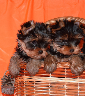 Photos supplémentaires: Chiots Yorkshire terrier, deux filles.